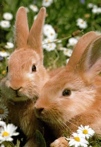 Rabbits Love Roses